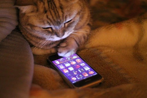 Cat On iPhone