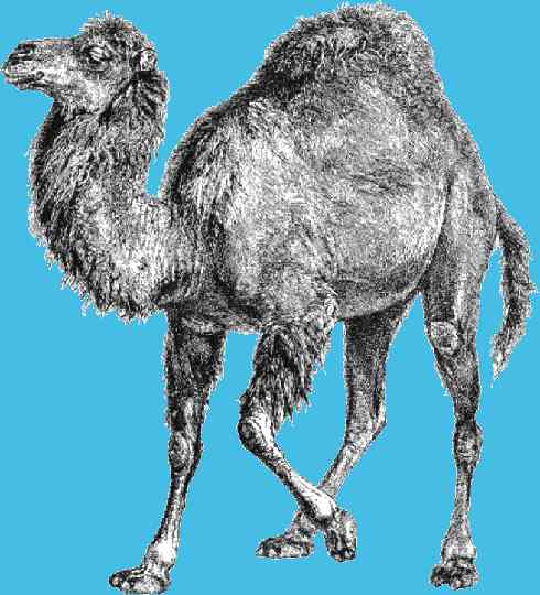 Perl Camel Logo